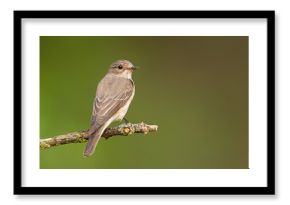 Muchołówka szara (Muscicapa striata)