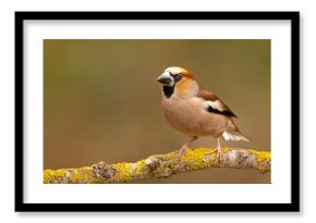 Grubodziób (Coccothraustes coccothraustes)