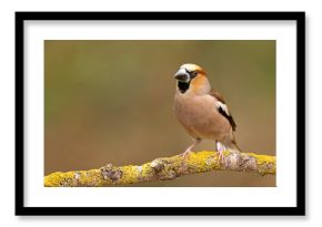 Grubodziób (Coccothraustes coccothraustes)