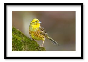 Trznadel (Emberiza citrinella)