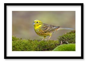 Trznadel (Emberiza citrinella)
