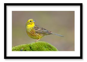 Trznadel (Emberiza citrinella)