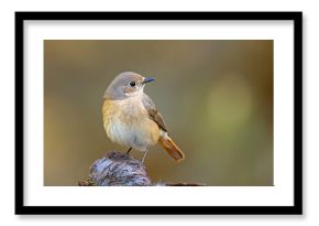 Pleszka (Phoenicurus phoenicurus)