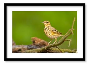 Świergotek drzewny (Anthus trivialis)