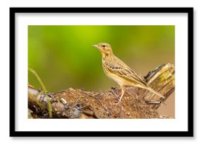 Świergotek drzewny (Anthus trivialis)
