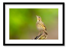 Świergotek drzewny (Anthus trivialis)
