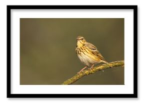 Świergotek drzewny (Anthus trivialis)