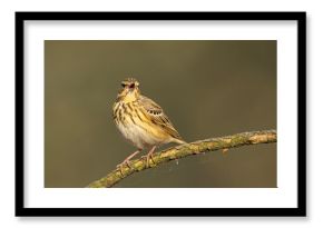 Świergotek drzewny (Anthus trivialis)