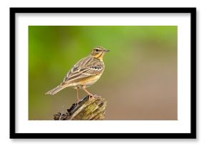 Świergotek drzewny (Anthus trivialis)