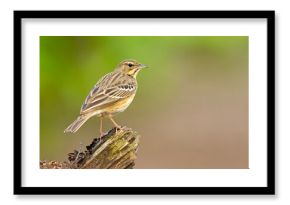Świergotek drzewny (Anthus trivialis)