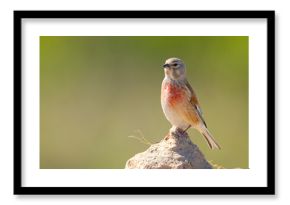 Makolągwa (Linaria cannabina)