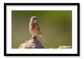 Makolągwa (Linaria cannabina)