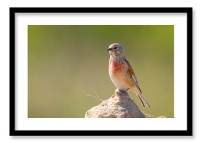 Makolągwa (Linaria cannabina)