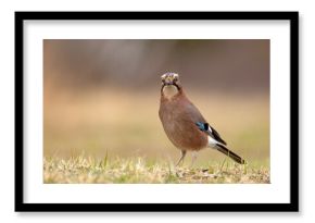Sójka (Garrulus glandarius)