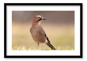Sójka (Garrulus glandarius)
