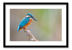 Zimorodek (Alcedo atthis)