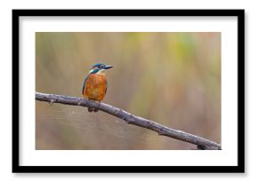 Zimorodek (Alcedo atthis)