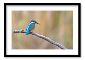 Zimorodek (Alcedo atthis)