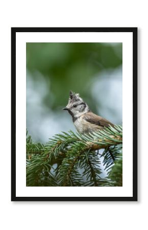 Czubatka europejska Lophophanes cristatus