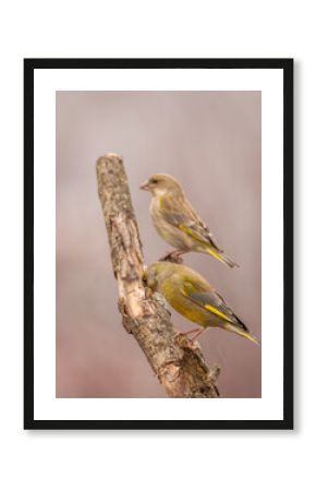 Dzwoniec Chloris chloris