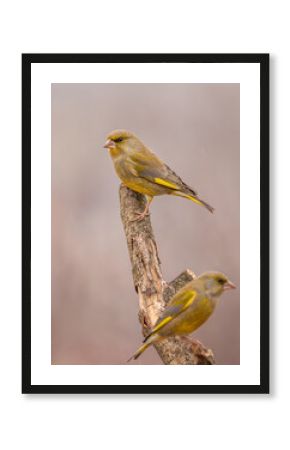 Dzwoniec Chloris chloris