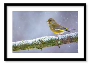 Dzwoniec Chloris chloris
