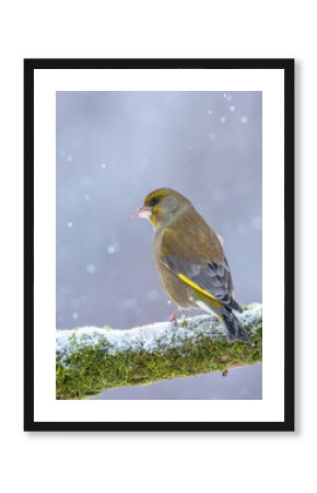 Dzwoniec Chloris chloris