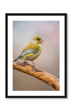 Dzwoniec Chloris chloris