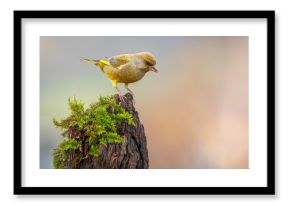 Dzwoniec Chloris chloris