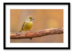 Dzwoniec Chloris chloris
