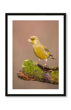 Dzwoniec Chloris chloris