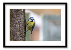 kolorowy ptak modraszka zwyczajna, sikora modra, sikora modraszka (Cyanistes caeruleus) 