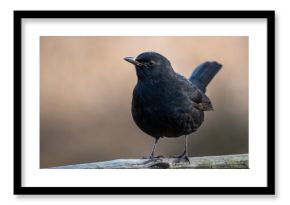 Kos Turdus merula