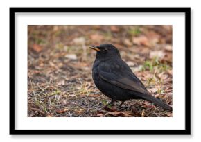 Kos Turdus merula