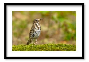 Śpiewak (Turdus philomelos)