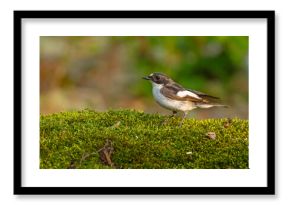 Muchołówka żałobna (Ficedula hypoleuca)