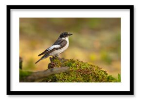 Muchołówka żałobna (Ficedula hypoleuca)