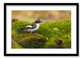 Muchołówka żałobna (Ficedula hypoleuca)