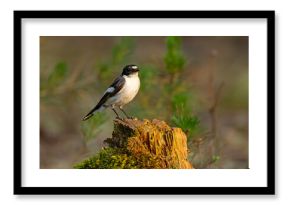 Muchołówka żałobna (Ficedula hypoleuca)