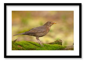 kos (Turdus merula)