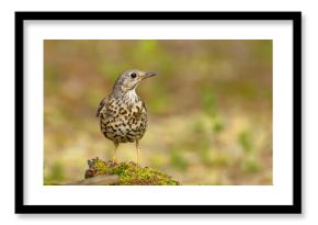 Śpiewak (Turdus philomelos)