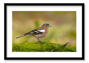 zięba (Fringilla coelebs)