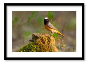 Pleszka (Phoenicurus phoenicurus)