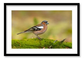 zięba (Fringilla coelebs)