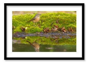 Pleszka (Phoenicurus phoenicurus)