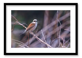 Gąsiorek, dzierzba gąsiorek (Lanius collurio)