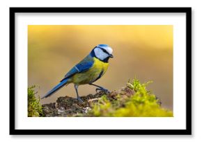 Modraszka (Cyanistes caeruleus)