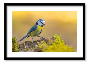 Modraszka (Cyanistes caeruleus)