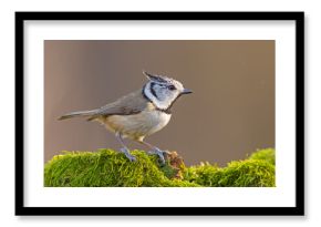 Czubatka (Lophophanes cristatus)