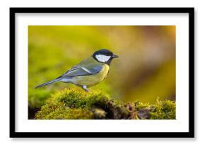 Bogatka (Parus major)